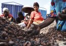 La Côte d’Ivoire lance la construction de deux nouvelles usines de transformation du cacao